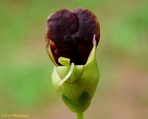 {Scrophularia marilandica}